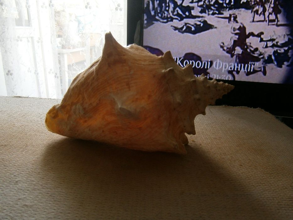 морская ракушка.