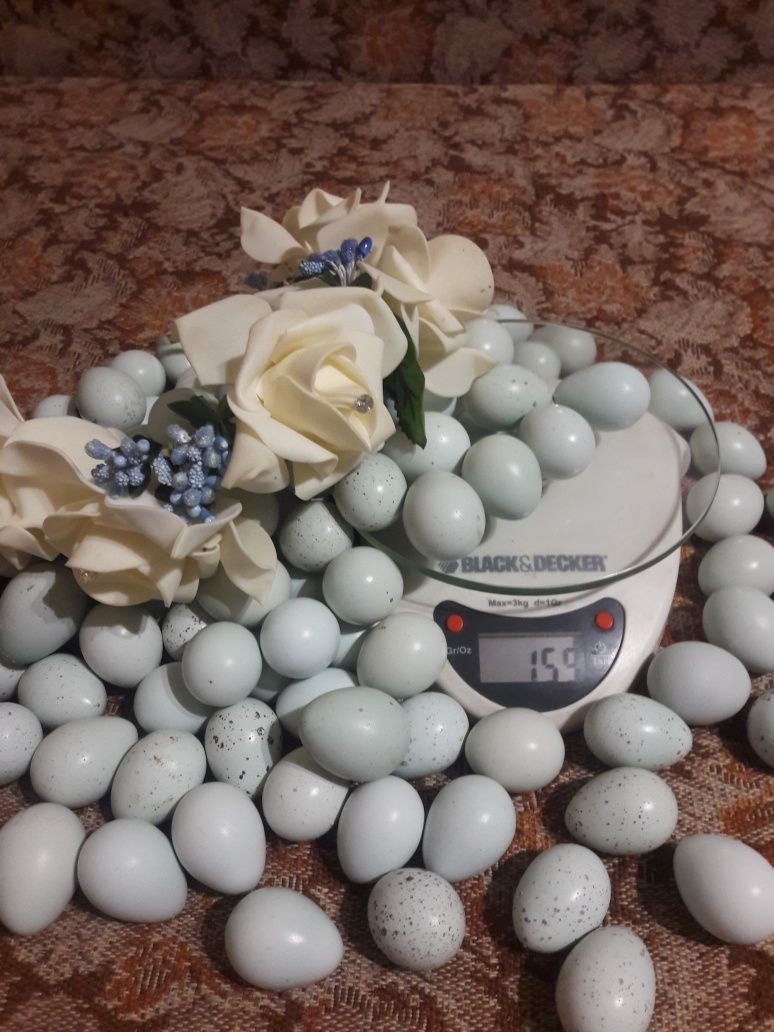 Перепелиные голубые яйца "селадон" (инк)
