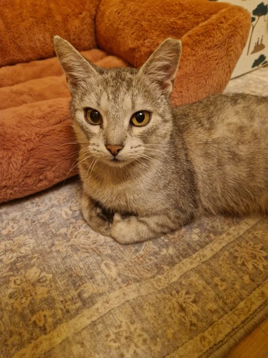 Kotka Myszka szuka odpowiedzialnego i kochającego domu