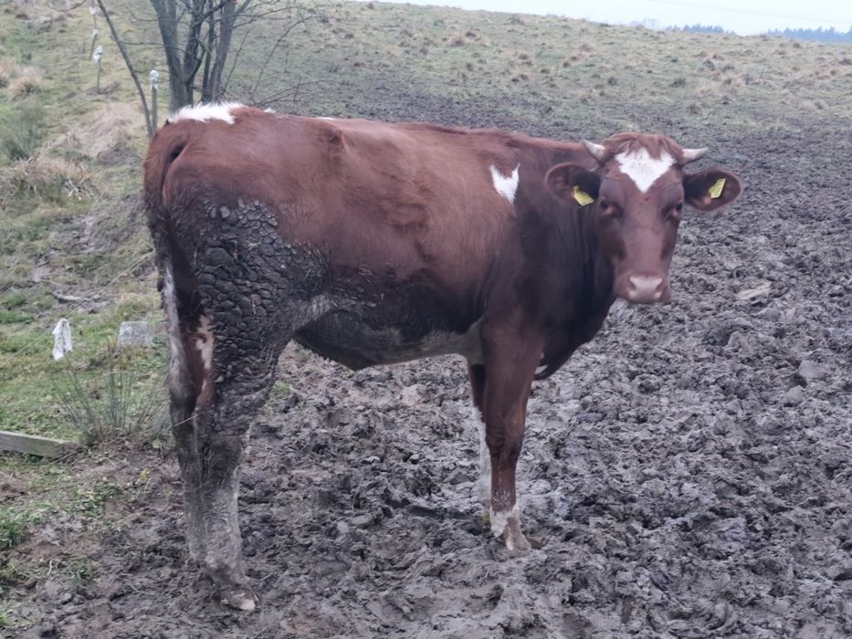 Jałówka hodowlana - rasa mleczna