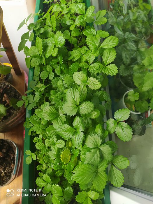 Саджанці  суниці