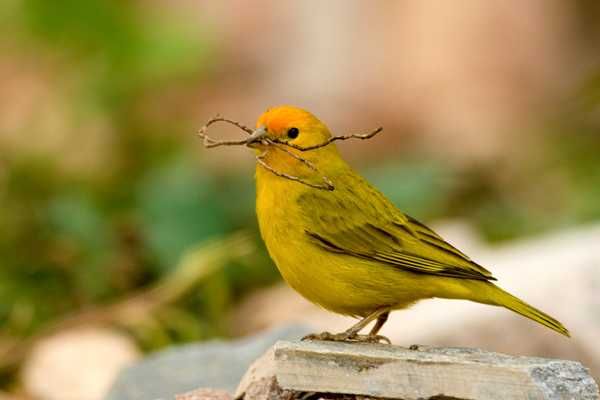 Canários Da Terra 2025