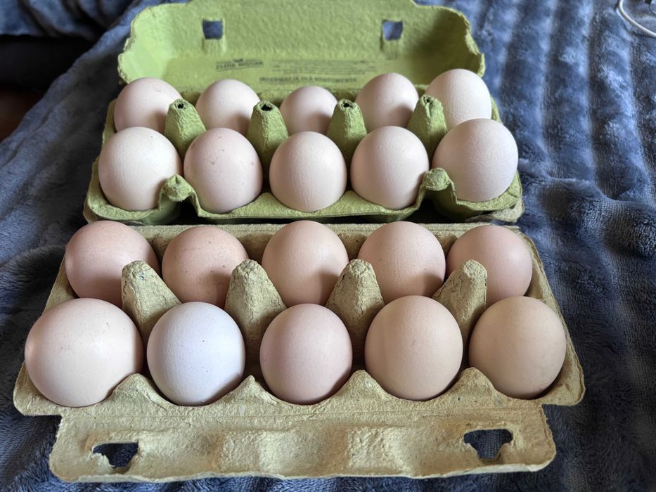 Jajka wiejskie, swojskie