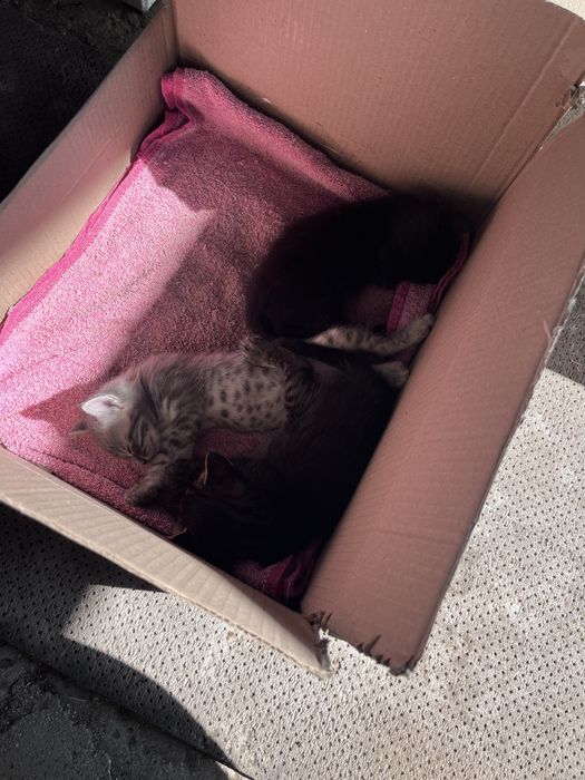 Кошенята хлопчики в добрі руки