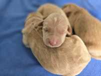 Gooldendoodle sunia f1 golden/ labrador / pudel średni