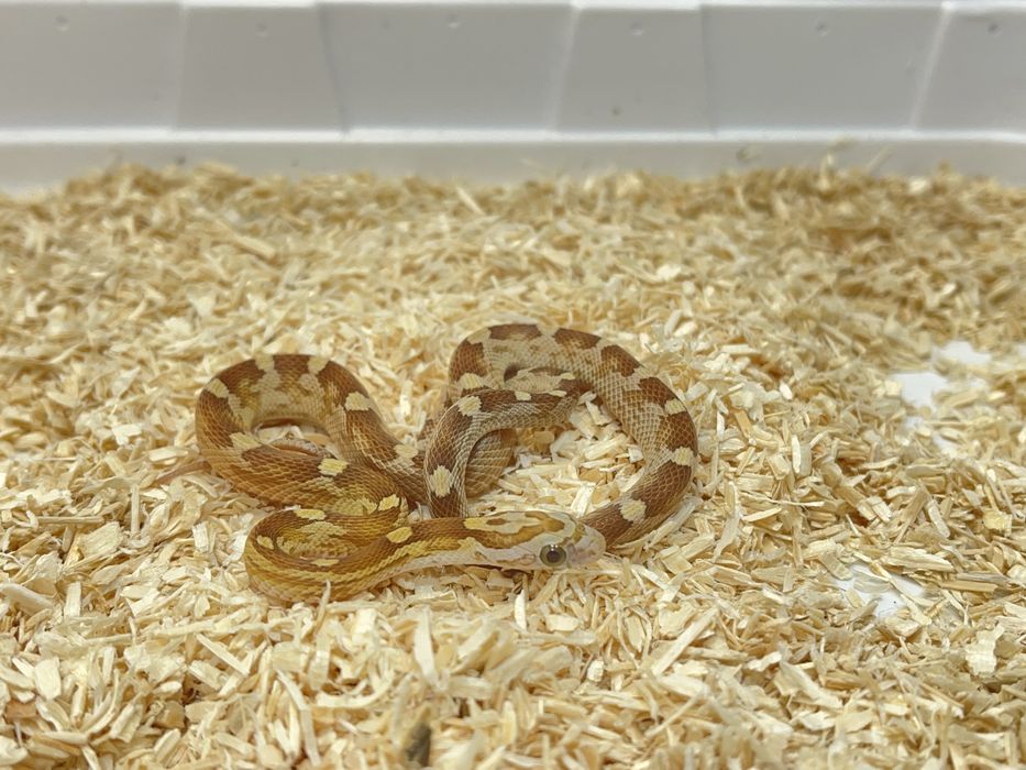 Wąż zbożowy węże zbożowe