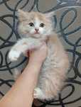 Котята Сибирские