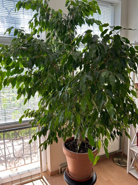 Цветок комнатный