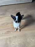 Chihuahua kochany piesek
