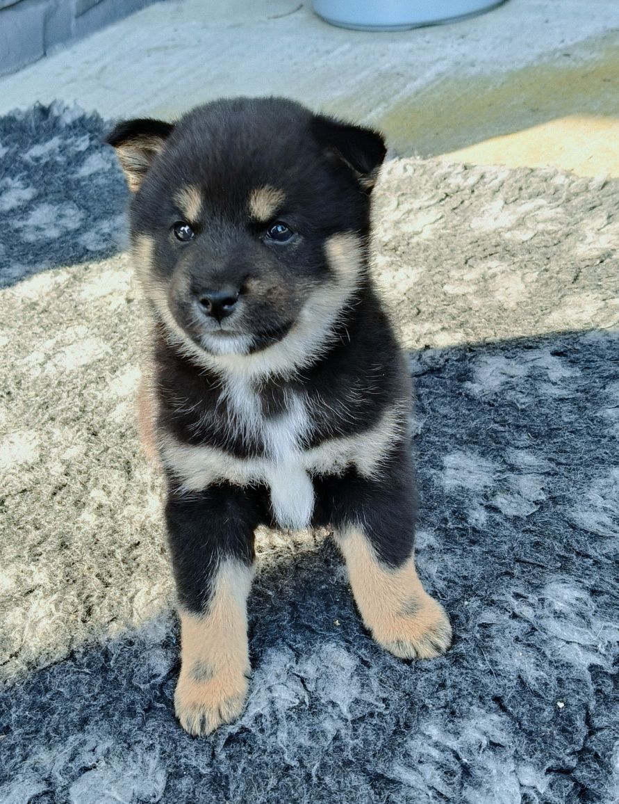 Shiba inu ZKwP/FCI do odbioru