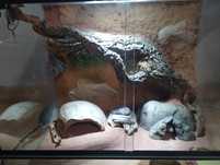Gekon lamparci wraz z kompletnym terrarium
