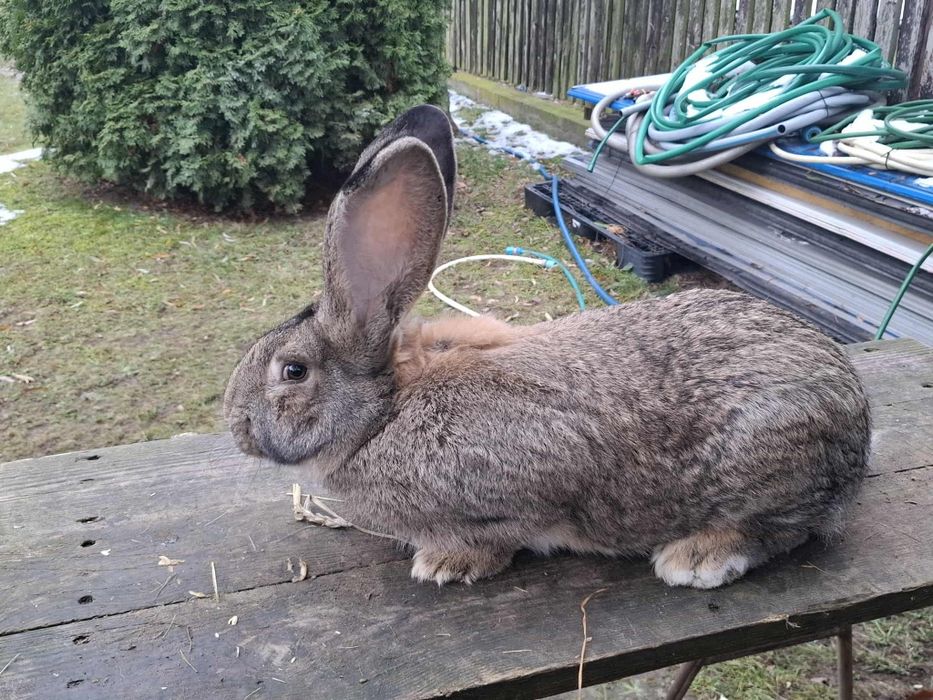 Olbrzym Belgijski samiec