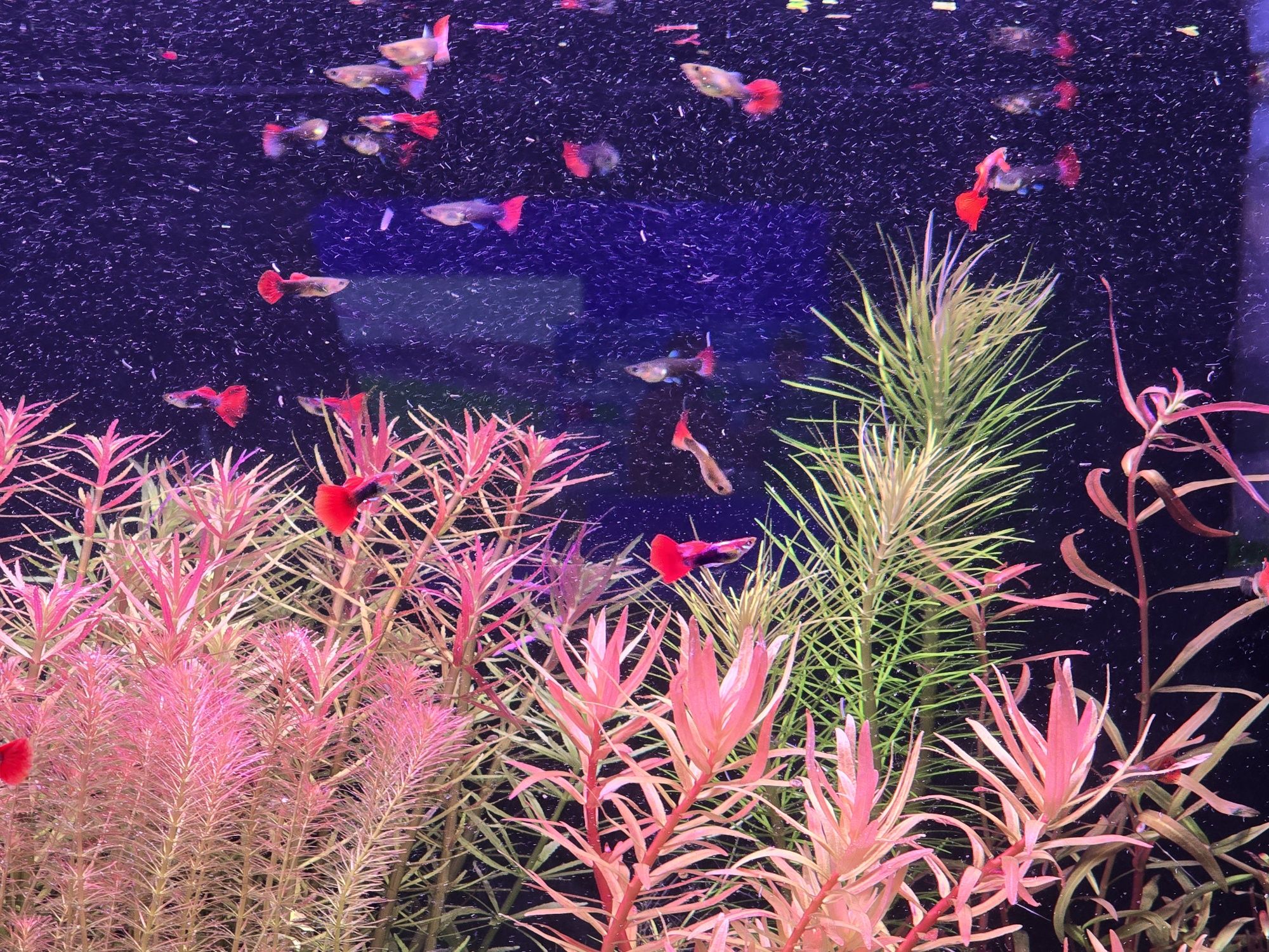 Gupiki platinum red tail