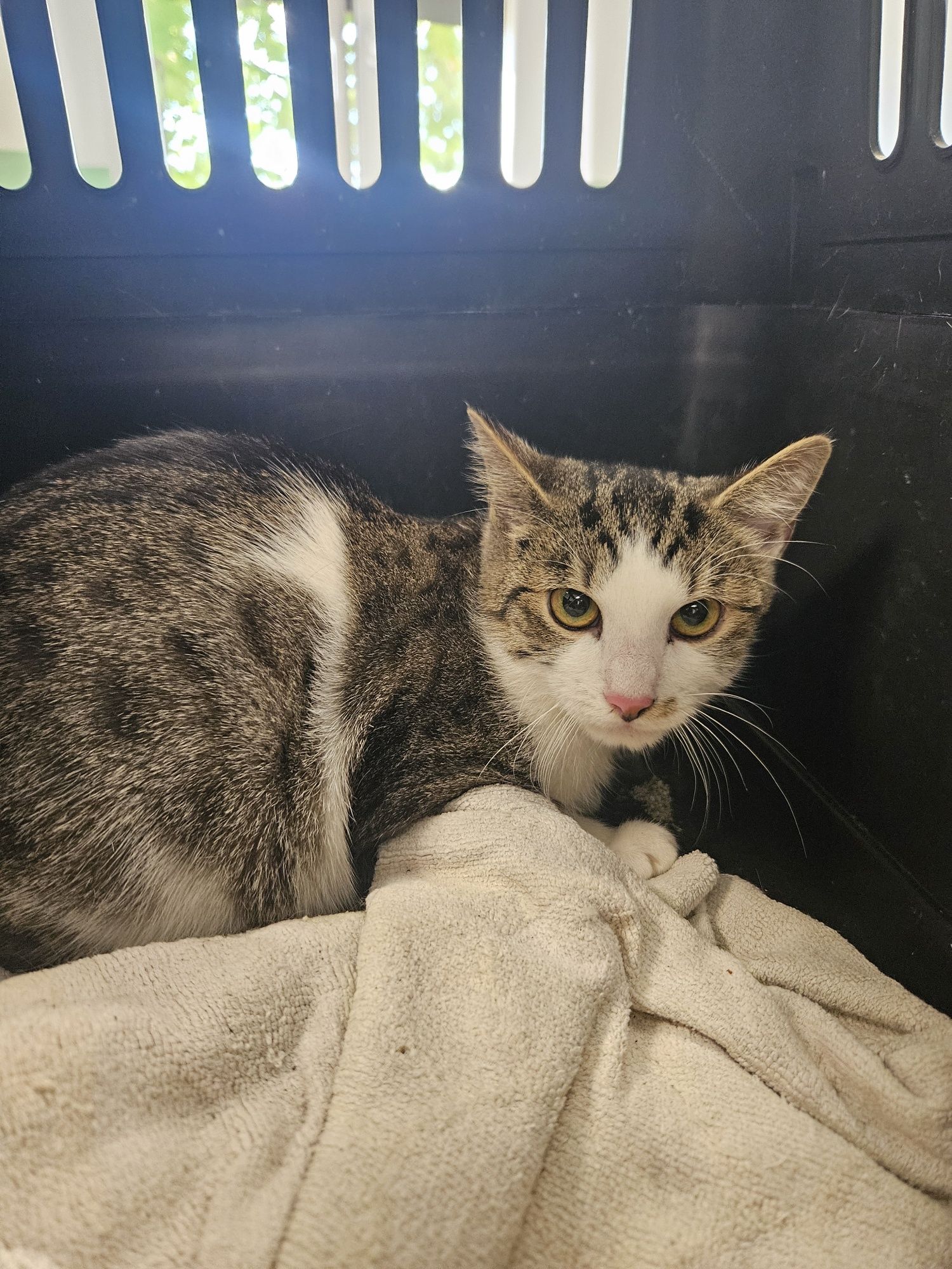 Kot kocurek do adopcji ok 8 miesięcy