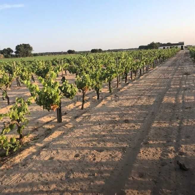 Terreno com vinha e casa de apoio