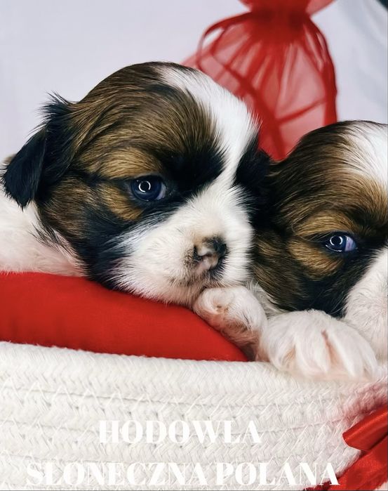 Shih-tzu z rodowodem