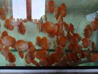 Paletki red melon