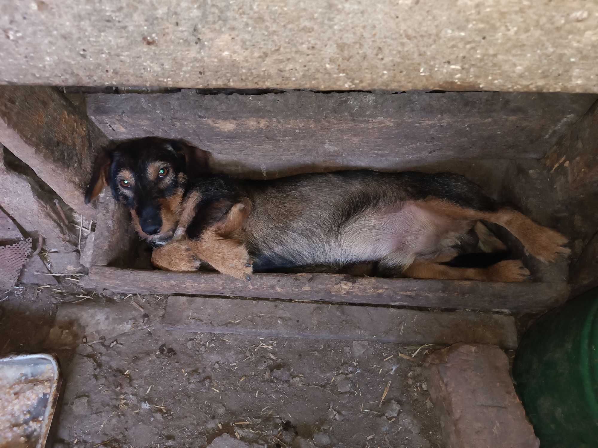 Віддам чистокровну жорсткошорстну таксу
