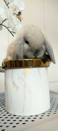 Mini Lop królik gotowe do odbioru