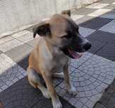 Doa-se cadela 4 meses