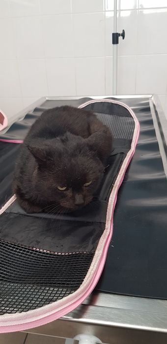 Oddam kota do adopcji