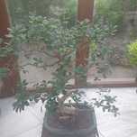 Fikus bonsai wysokość  110cm