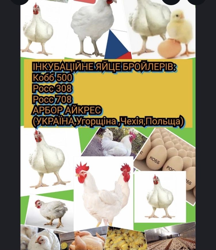 Інкубаційні яйця
