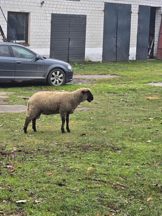 Baran owca czarnogłówka