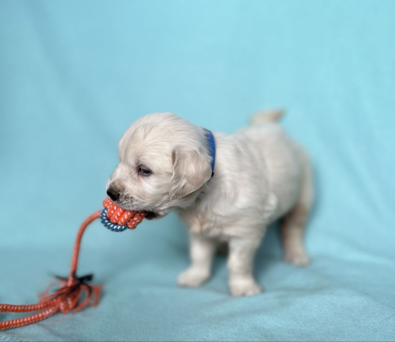 Piesek Golden retriever | ZKwP/FCI | Rodzice wolni od dysplazji