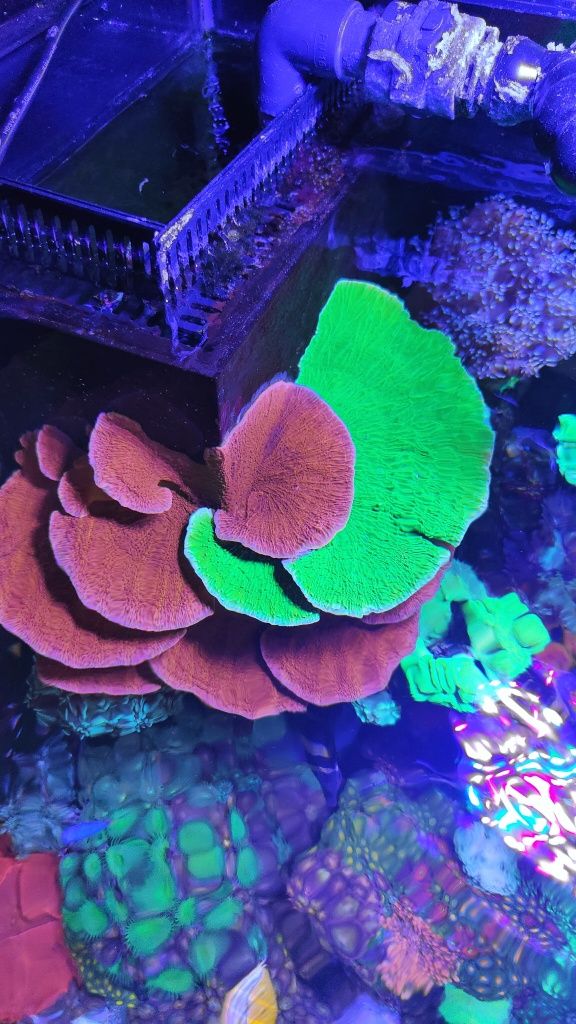 Montipora talerzowa zielona fluo i czerwona