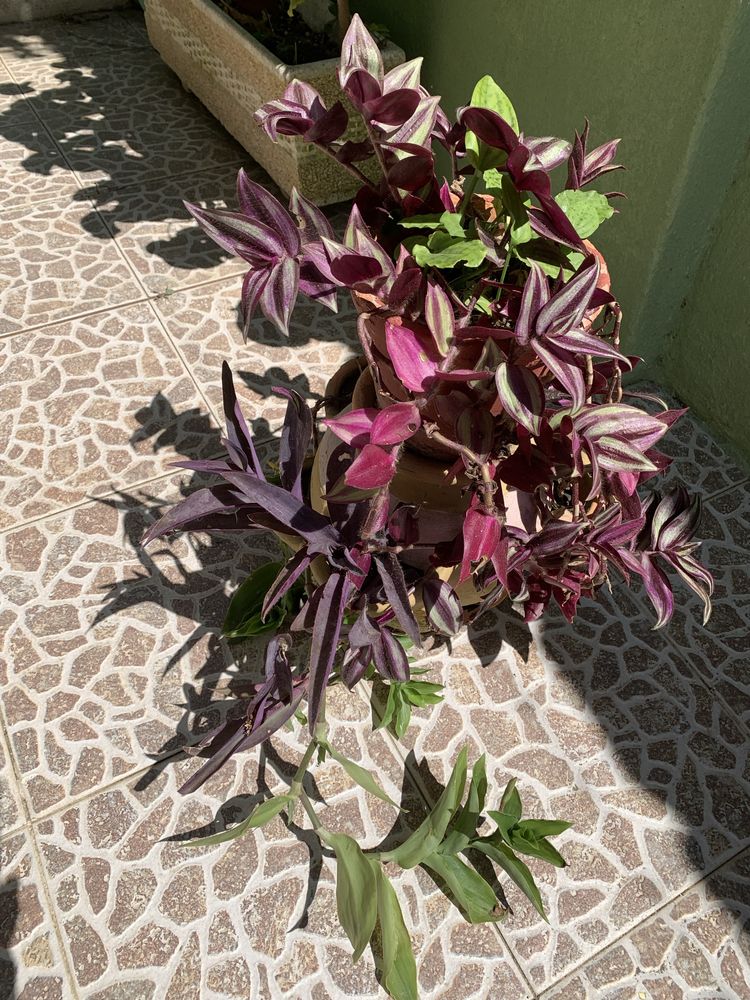 Vendo esta enorme floreira de barro com varias cores desta planta