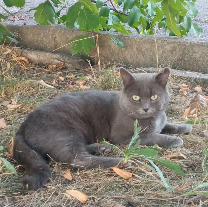 Чистокровний британець