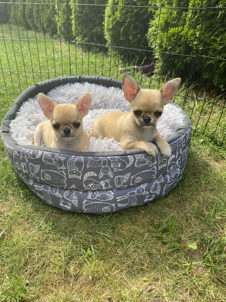 Chihuahua piesek Amor