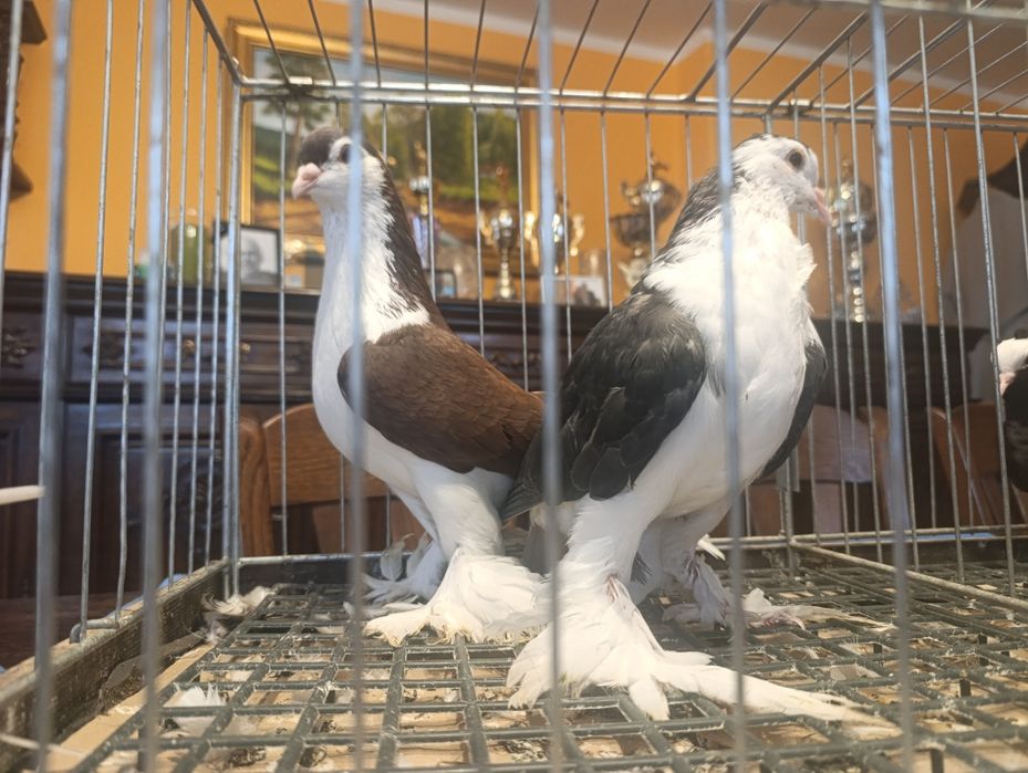 Lahor, lahory, gołębie ozdobne, wysyłam