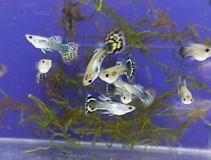 Guppys sortidos ,