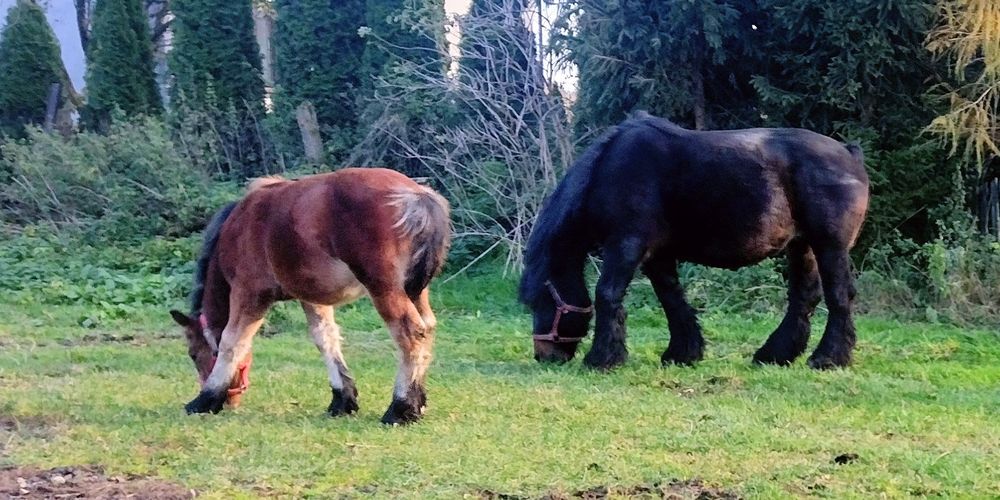 Odsadek belg arden zimnokrwisty