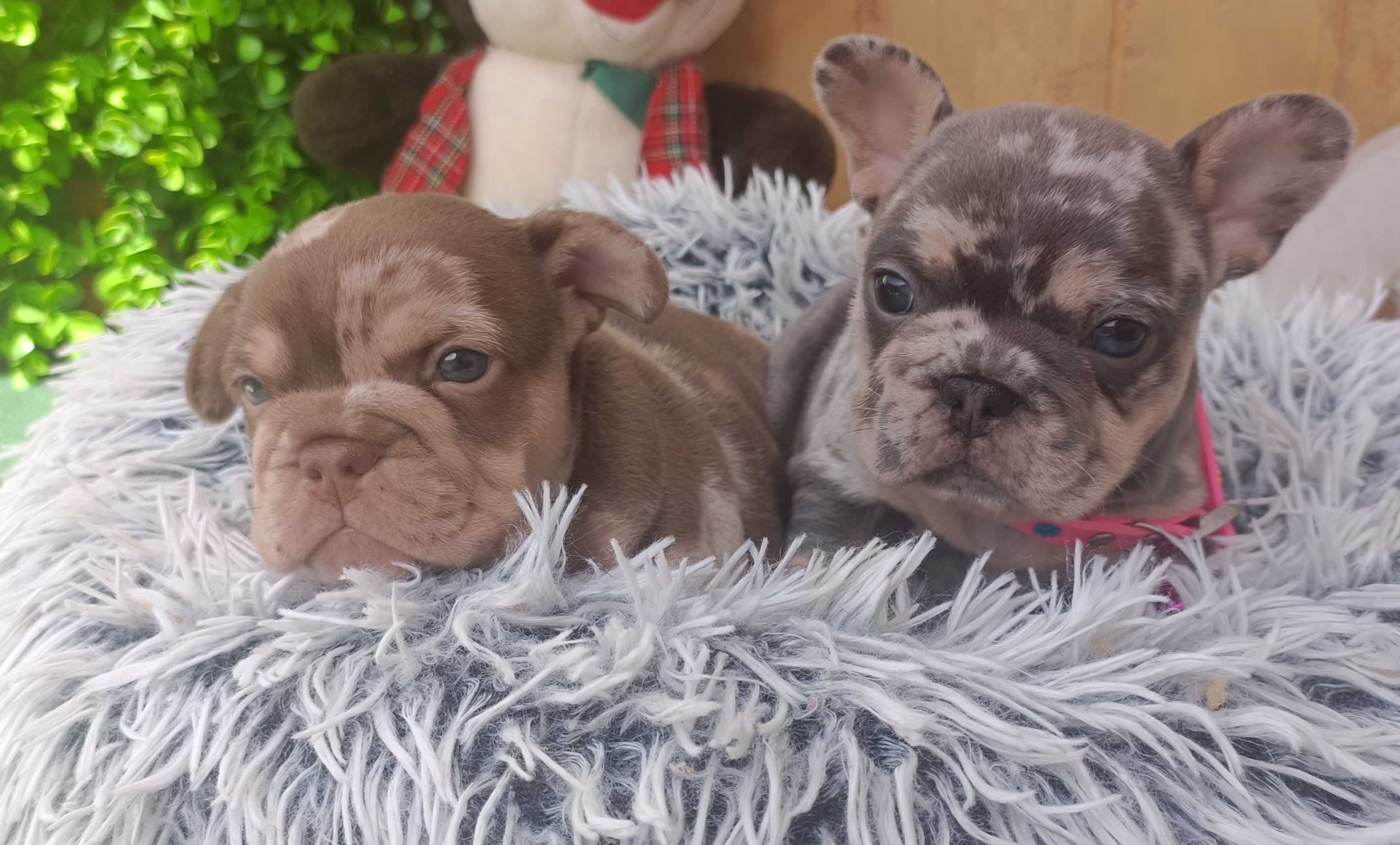 Femea bulldog francês