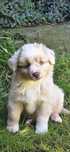 Miniaturowy owczarek Amerykanski- piesek red merle