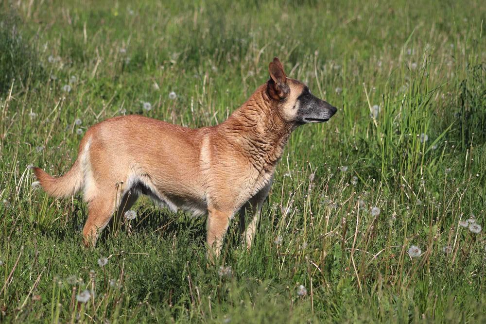 Pokochaj i adoptuj uroczą psią dame
