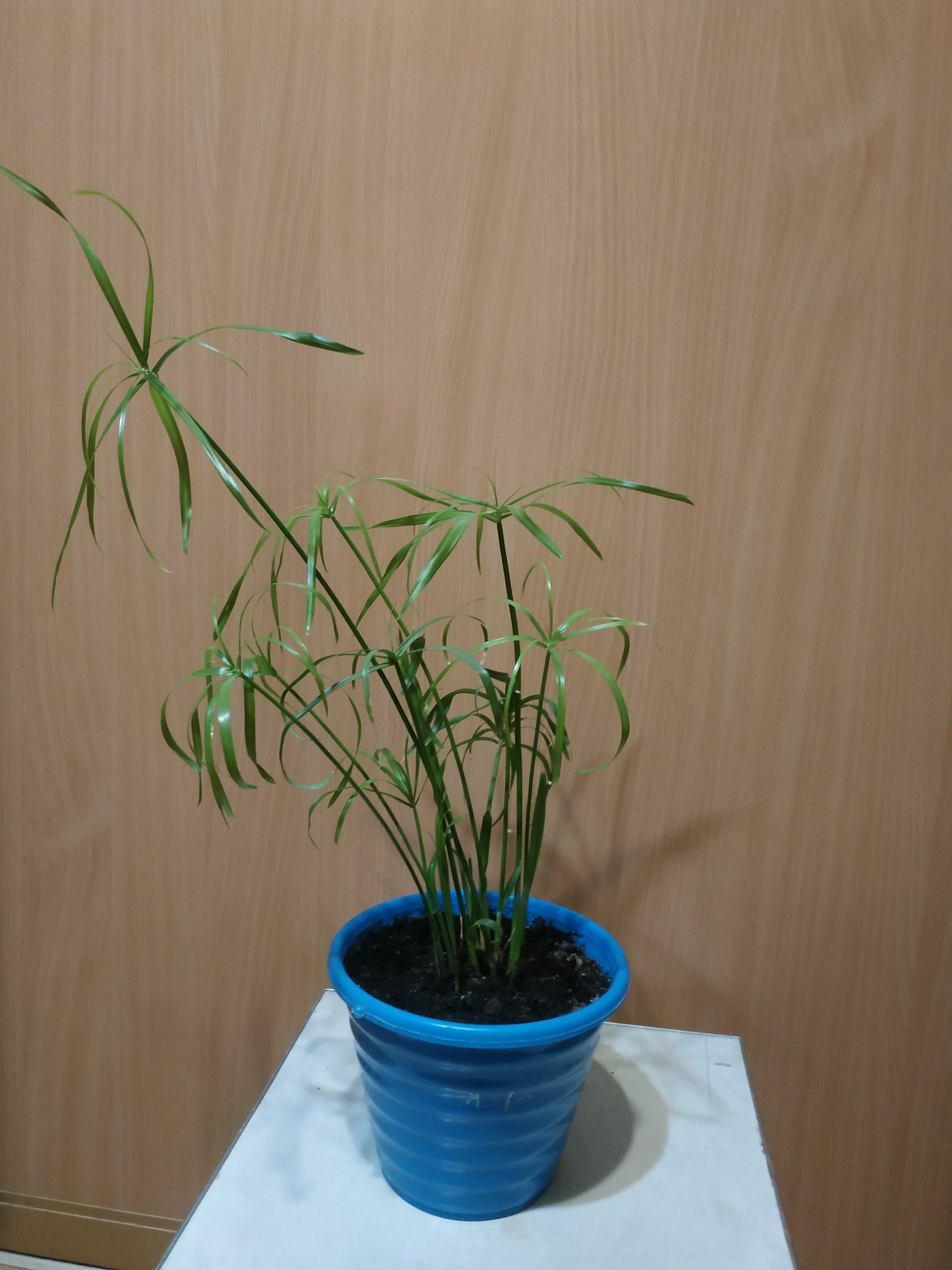 Циперус - кімнатна рослина