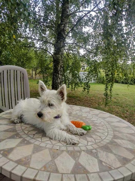 West highland white terrier Fci