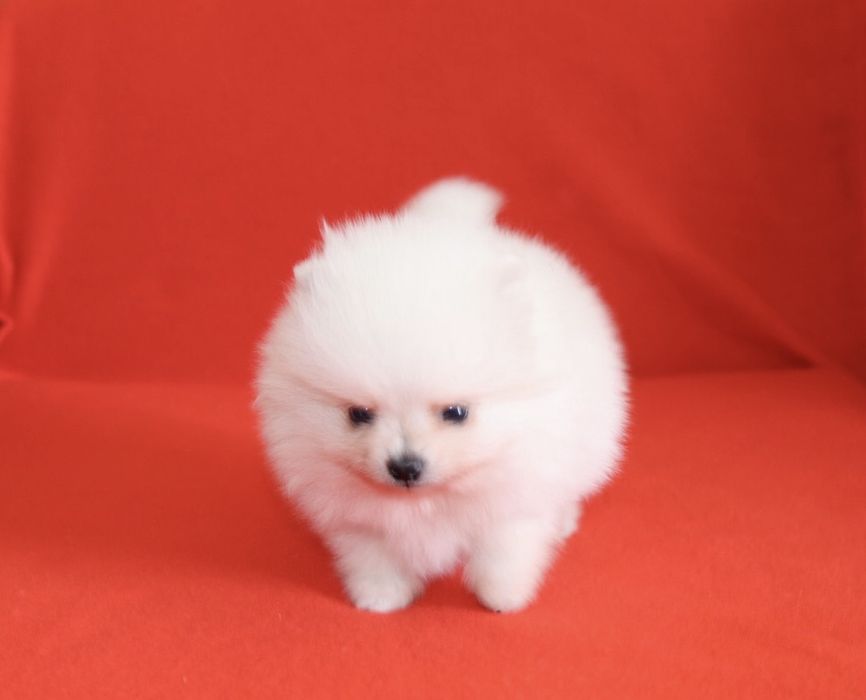 Lulu da Pomerânia Maravilhoso LOP e Afixo