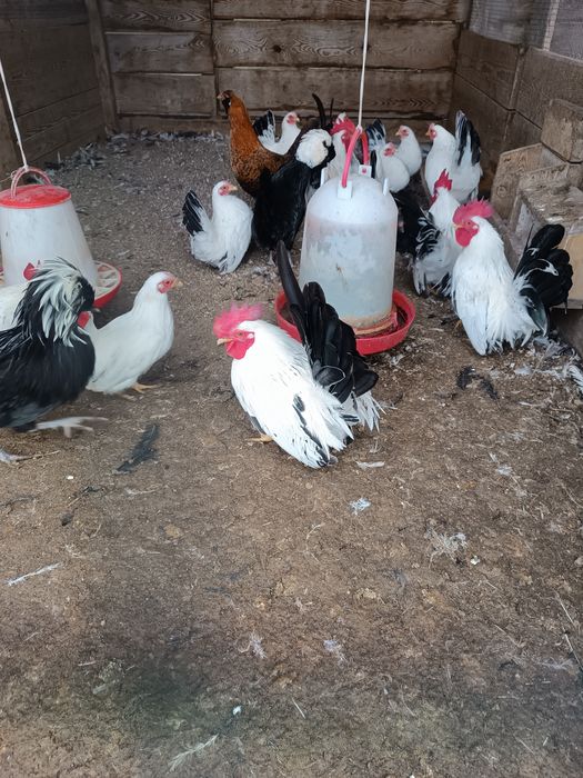 Sprzedam kury shabo i czubatki polskie