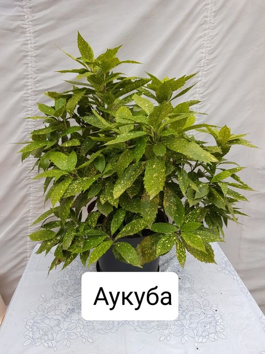 Аукуба, камелія, драцена