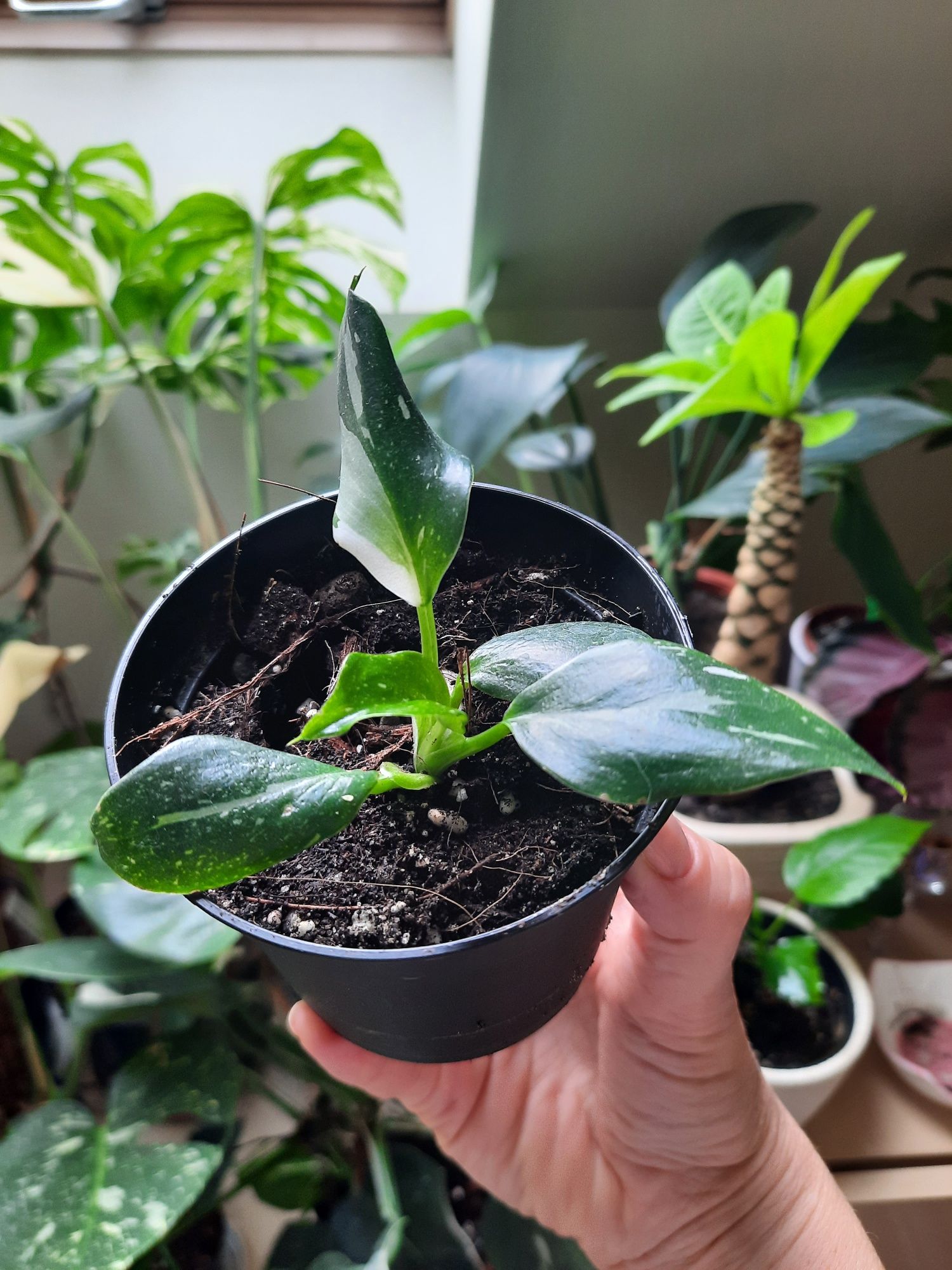 White wizard philodendron