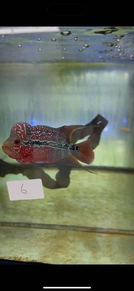 Flowerhorn texas
