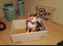 Estou a dar estes gatinhos 2 meses
