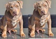 American bully xl piesek 5 miesiecy jeden najlepszy z miotu