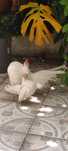 Serama macho branco