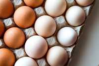 Декабл Браун Украина и импорт ,яйца инкубационные